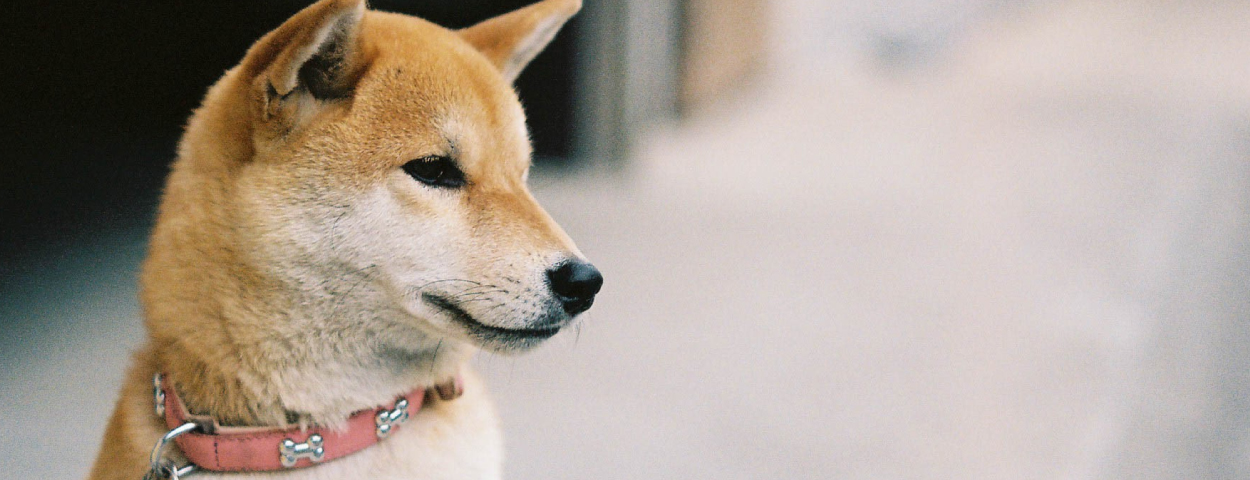 一般社団法人シルバーわんこジャパン　犬の保護チャリティー